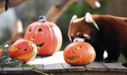 动物看戏吃瓜视频大全免费观看,动物版“吃瓜群众”精彩瞬间大盘点